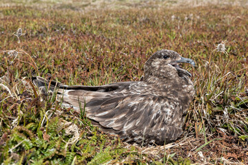 Falkland Skua on nest