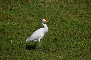 baby egret