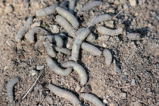 A lot of larvae Crane fly. It is a common name referring to any member of the insect family Tipulidae. It is significant pest in soil of many crops