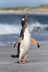 Gentoo Penguin shake down © David