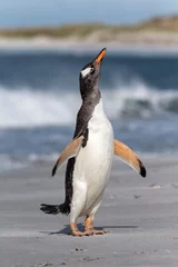 Zelfklevend Fotobehang Gentoo Penguin shake down © David