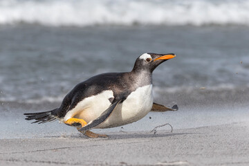 Gentoo Penguin running out of the sea