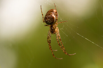 A small spider on a web in macro