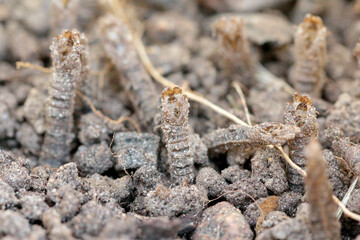 Egzuwium of pupa of Crane fly is a common name referring to any member of the insect family Tipulidae. It is significant pest in soil 