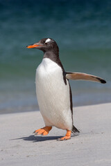 Naklejka premium Gentoo Penguin walking on beach