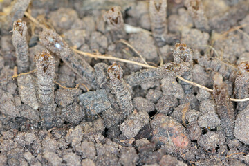 Egzuwium of pupa of Crane fly is a common name referring to any member of the insect family...