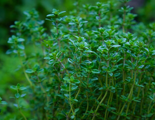 Fototapeta premium bush of growing thyme with green leaves in the garden
