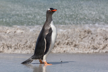 Naklejka premium Gentoo Penguin