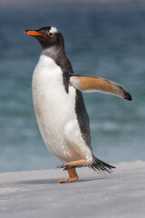Gentoo Penguin walking on beach