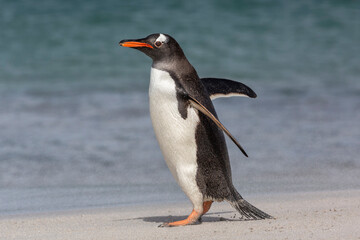 Gentoo Penguin walking on beach