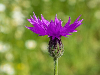 Bavarian Corn flower with green bokeh background during summer time