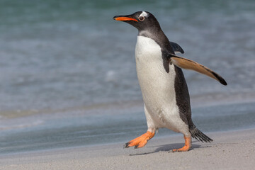 Naklejka premium Gentoo Penguin walking on beach