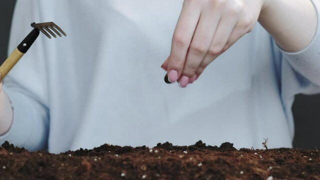 Money saving. Business development. Female hands planting coins in soil showing thumbs up on blur background.