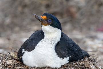 Naklejka premium King Cormorant sitting on nest