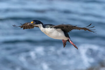 King Cormorant coming into land