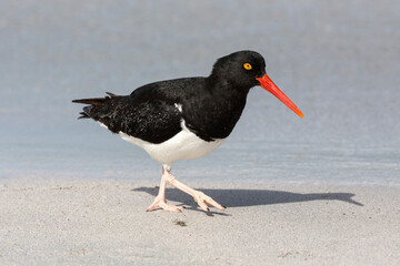 Magellanic Oystercatcher