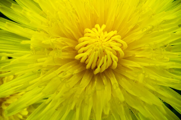 beautiful yellow dandelion macro  full frame yellow 