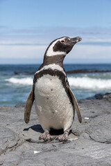 Magellanic Penguin