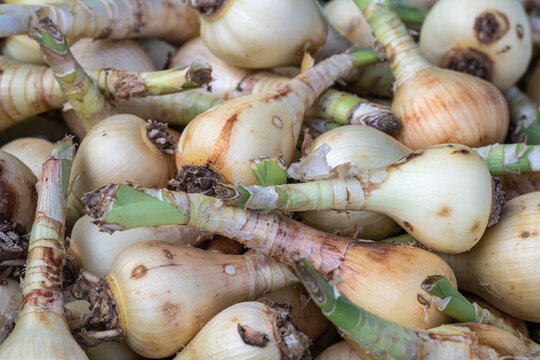 Close up Eucrosia bicolor bulbs and roots.(Queen lily, Phaedranassa)