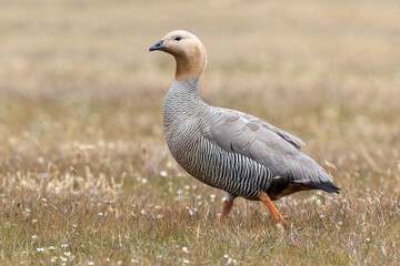 Ruddy headed Goose