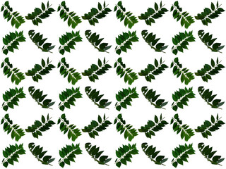 Leaves or Foliage pattern with a white background. Beautiful leaf pattern.