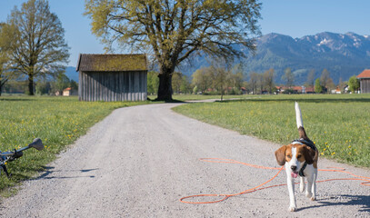 Beagle im Isarwinkel