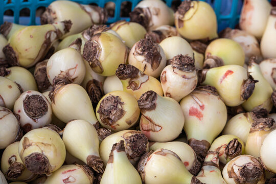 Close up Eucrosia bicolor bulbs and roots.(Queen lily, Phaedranassa)