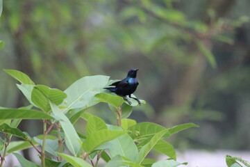 Purple Sunbird on Leaf