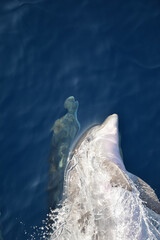 Close up shot of a dolphin swirling in water with water rippling through his face