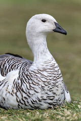 Male Upland Goose portrait

