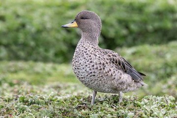 Yellow billed Teal
