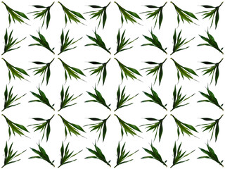 Leaves or Foliage pattern with a white background. Beautiful leaf pattern.