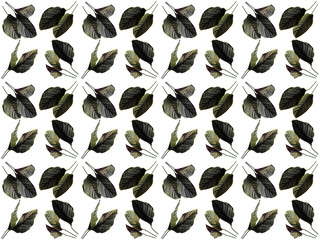 Leaves or Foliage pattern with a white background. Beautiful leaf pattern.