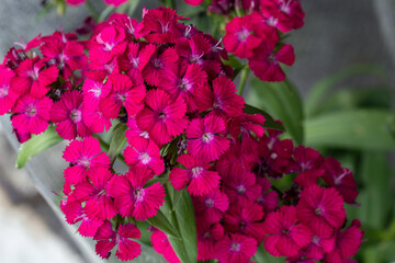 Selective focus close up pink Sweet William flower.