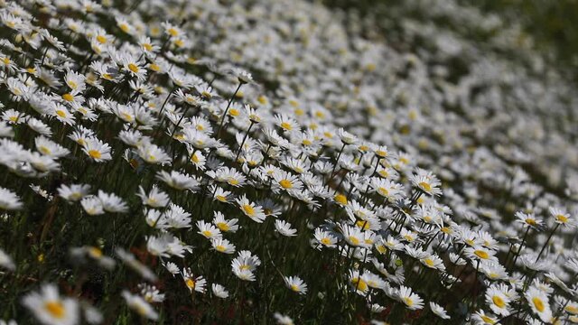 CHAMOMILE AND DAISY WORLD, THE HERALD OF SPRING