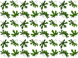 Leaves or Foliage pattern with a white background. Beautiful leaf pattern.