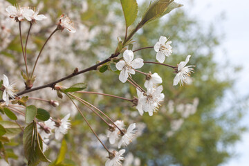.Blooming cherry 8