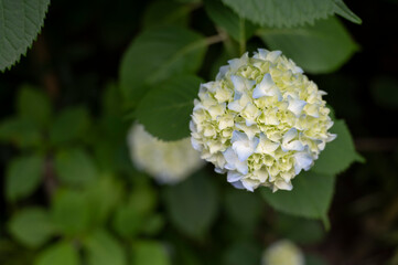 アジサイ