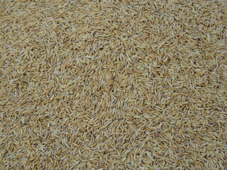Ear of rice grains. rice and rice grains ears of Thai jasmine rice in Thailand.