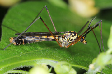 Crane fly is a common name referring to any member of the insect family Tipulidae. Larvae of this insects are significant pest of many crops in soil.