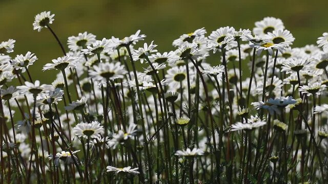 CHAMOMILE AND DAISY WORLD, THE HERALD OF SPRING