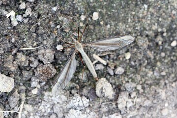 Crane fly is a common name referring to any member of the insect family Tipulidae. Larvae of this insects are significant pest of many crops in soil.