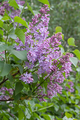 Obraz premium .Lilac in the city park 7