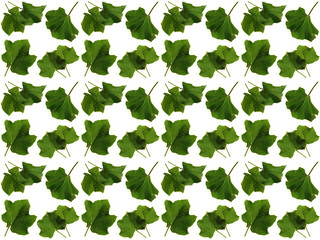 Leaves or Foliage pattern with a white background. Beautiful leaf pattern.