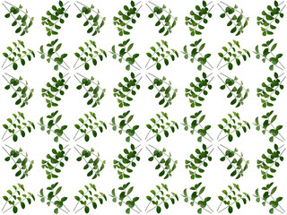Leaves or Foliage pattern with a white background. Beautiful leaf pattern.