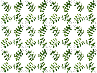 Leaves or Foliage pattern with a white background. Beautiful leaf pattern.