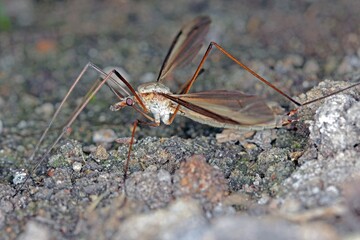Crane fly is a common name referring to any member of the insect family Tipulidae. Larvae of this insects are significant pest of many crops in soil.