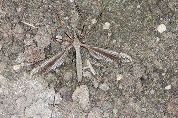 Crane fly is a common name referring to any member of the insect family Tipulidae. Larvae of this insects are significant pest of many crops in soil.