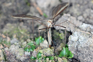 Crane fly is a common name referring to any member of the insect family Tipulidae. Larvae of this insects are significant pest of many crops in soil.