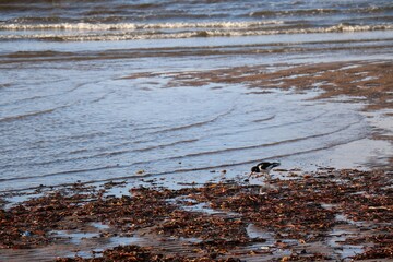 Bird on the seaside